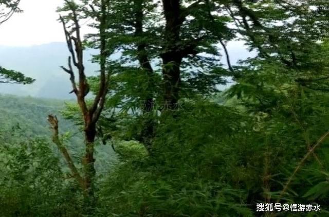 星际争霸Ⅱ